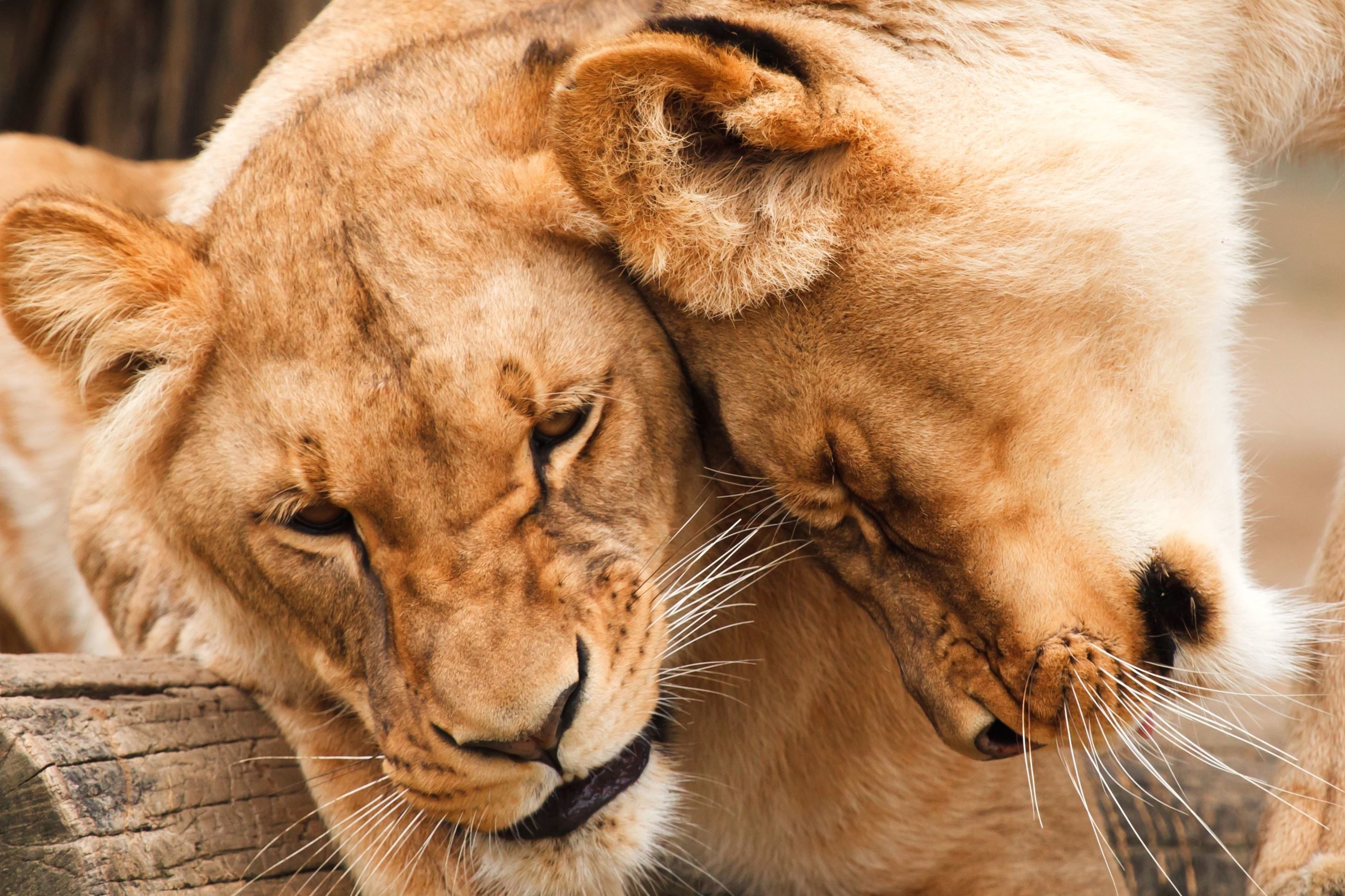 Voyage sur mesure en Afrique — Afriquexperience