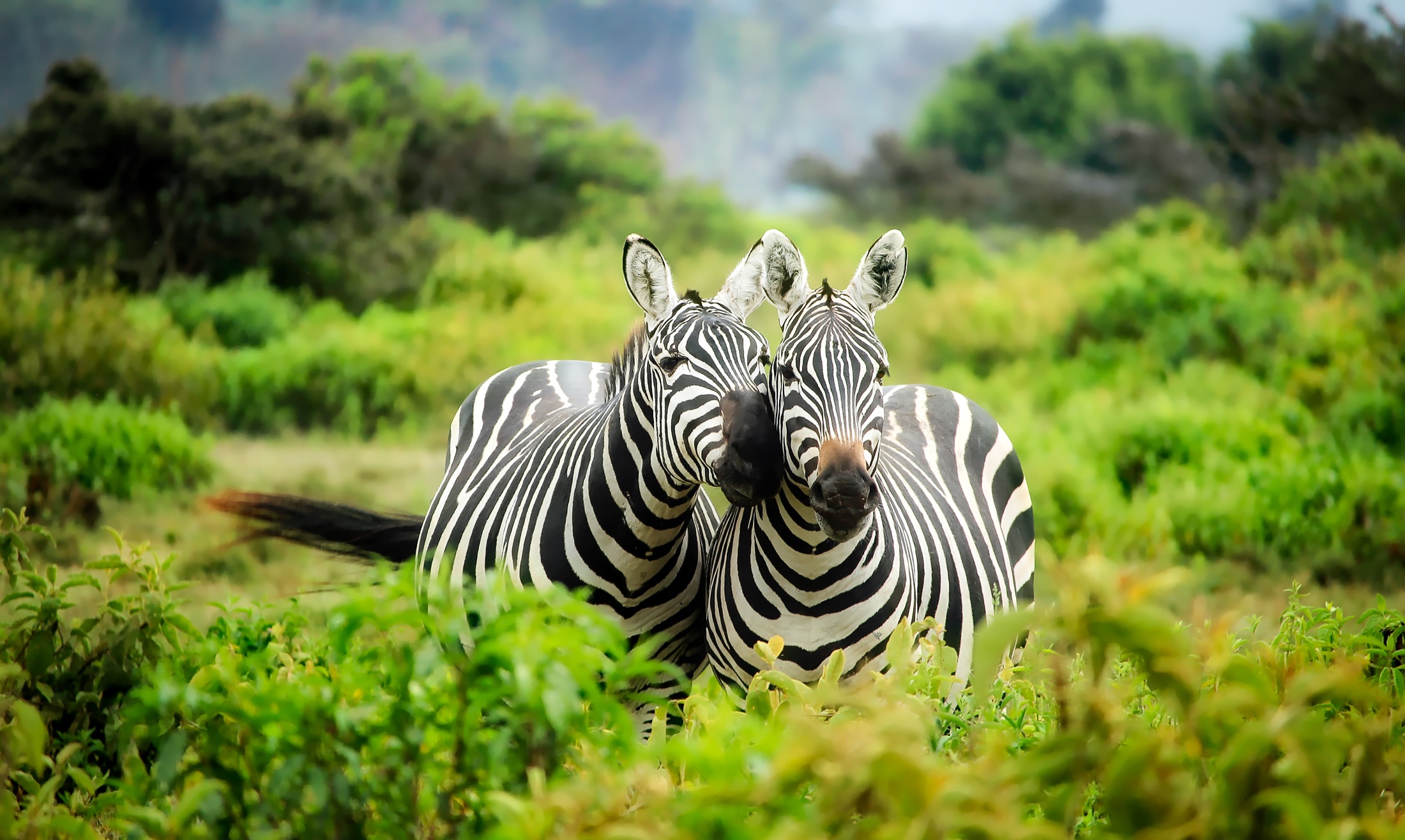 Kenya