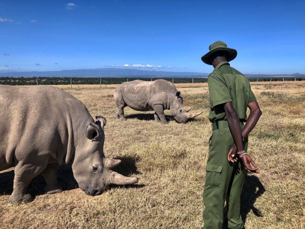 Direction la Réserve privée d'Ol Pejeta - Ol Pejeta, Kenya