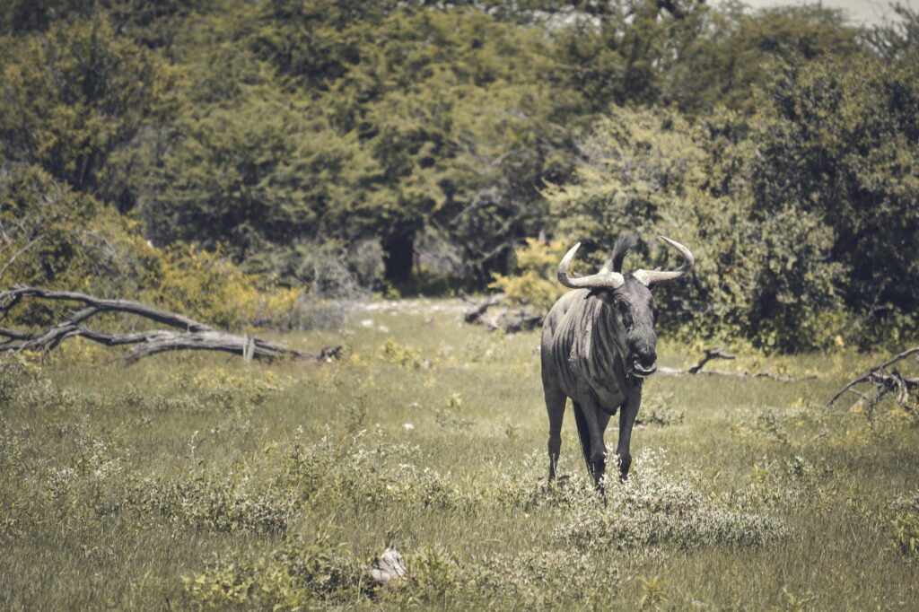 Safari à Chobe et route vers la Caprivi - Chobe - Kongola, Namibie