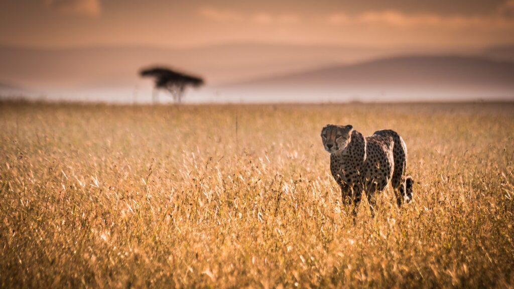 Plantation de Thé et Route vers le Masai Mara - Masai Mara, Kenya