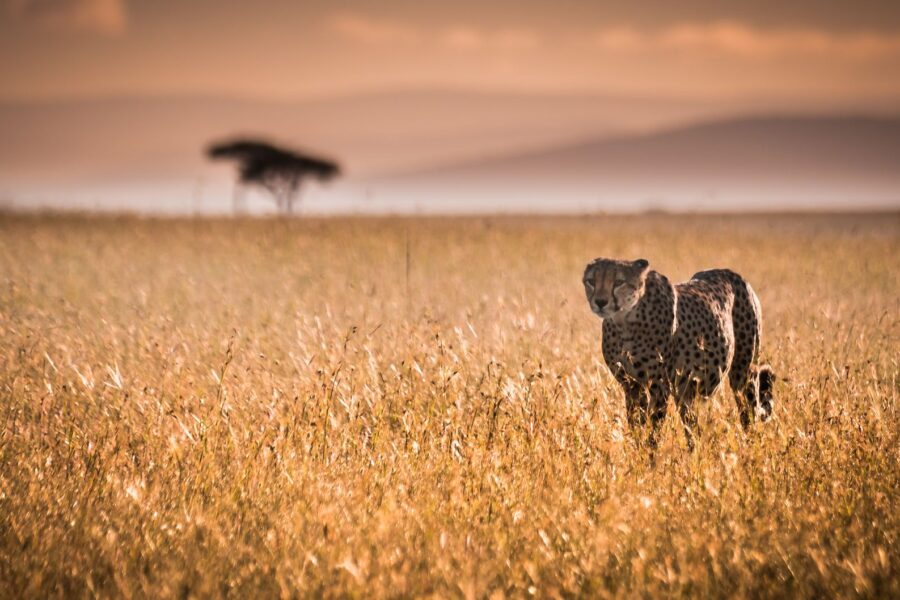 Plantation de Thé et Route vers le Masai Mara - Masai Mara, Kenya