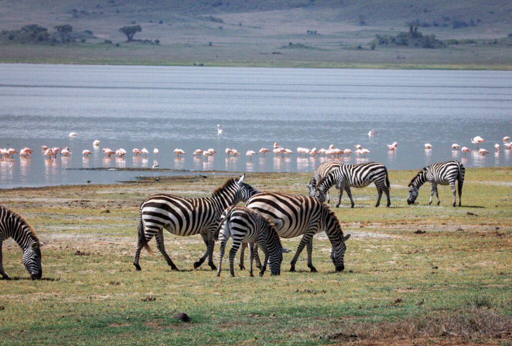 Premier safari au lac Manyara - Arusha / Lac Manyara, Tanzanie