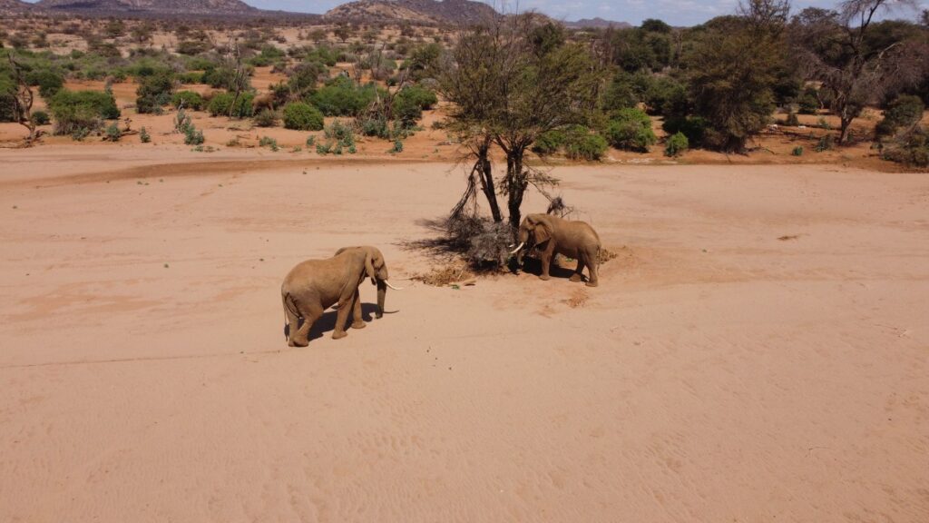 Safari éléphants du désert et Damara Living Museum - Twyfelfontein et Damaraland, Namibie