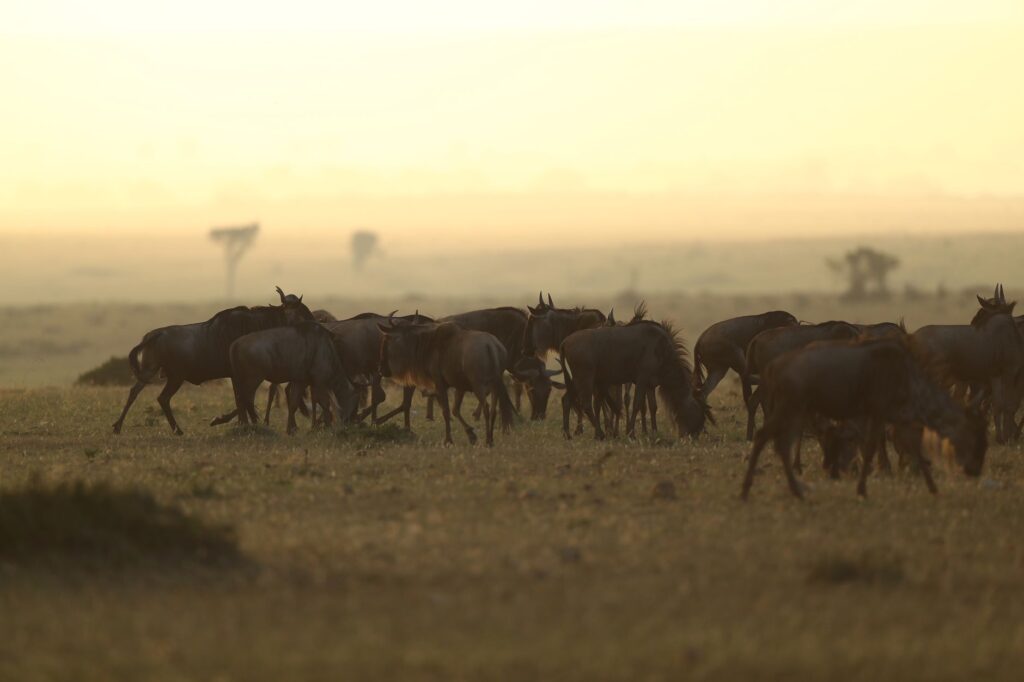 Dernier safari au Serengeti et retour vers Karatu - Serengeti / Karatu, Tanzanie