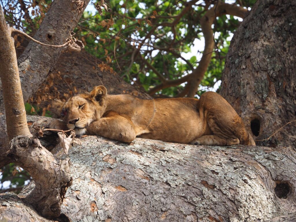 Safari et croisière sur le canal de Kazinga - Parc national de Queen Elisabeth, Ouganda