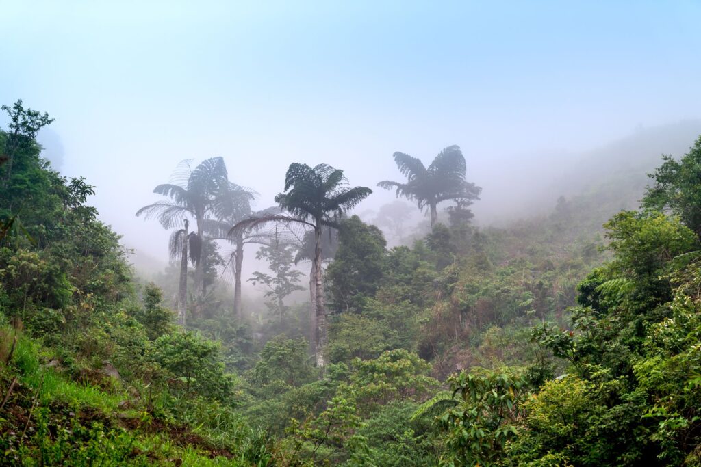 Rencontre avec les gorilles de montagne - Forêt impénétrable de Bwindi, Ouganda