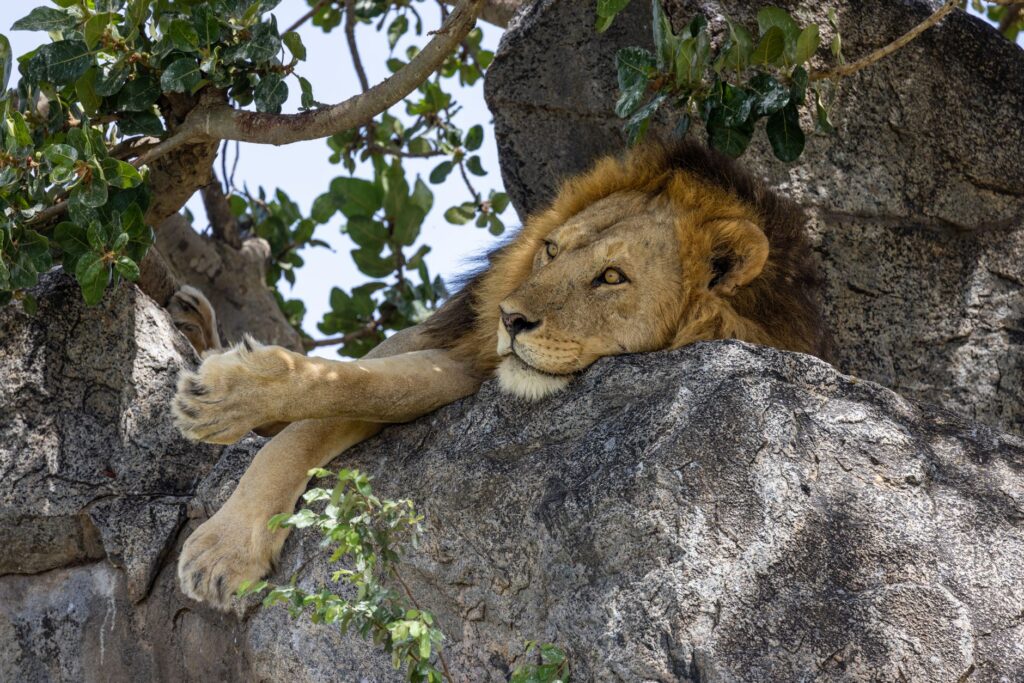 Safari journée complète dans le Serengeti - Parc national du Serengeti, Tanzanie