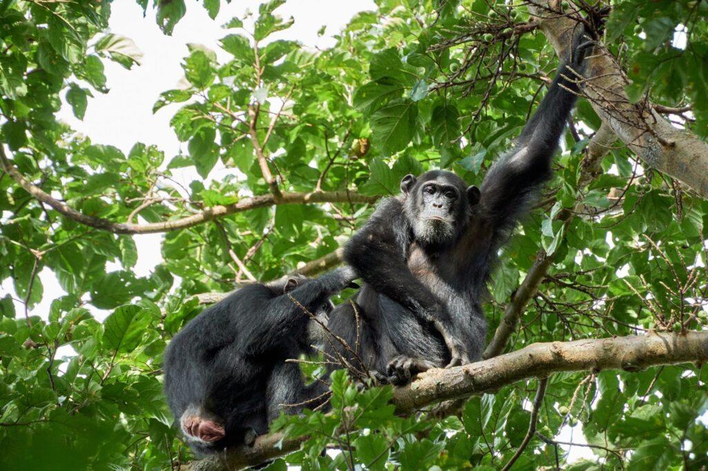 Chimpanzés de Kibale et route des volcans - Parc national de Kibale – Parc Queen Elisabeth, Ouganda