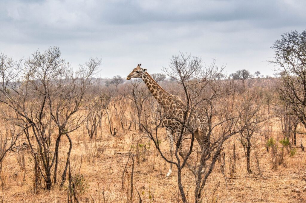 Premier safari au Kruger - Parc National Kruger, Afrique du Sud