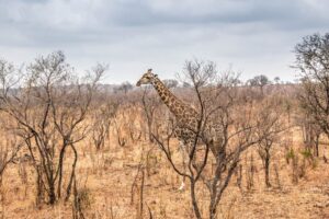 Afrique du Sud
