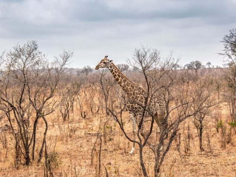 Afrique du Sud