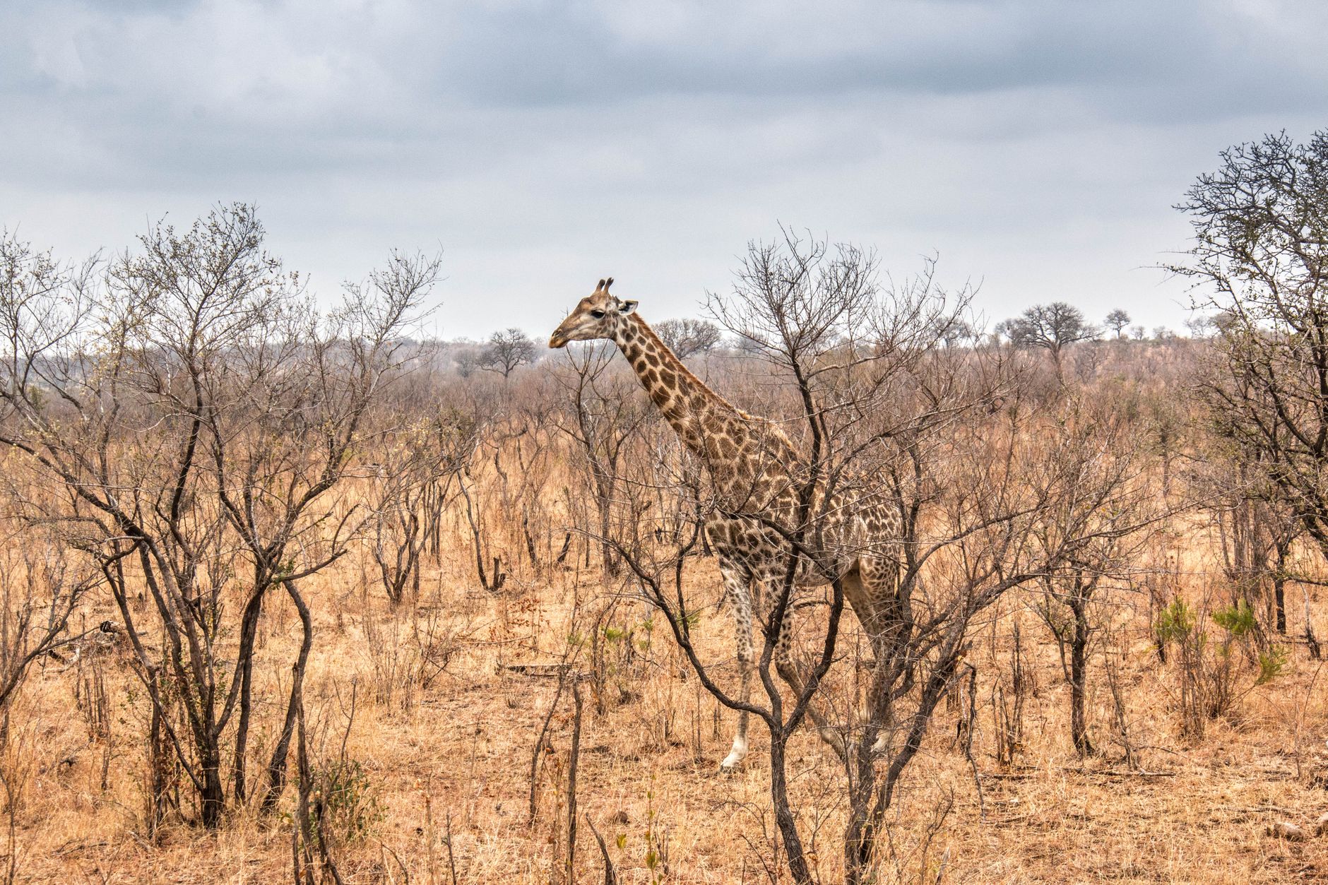 Premier safari au Kruger - Parc National Kruger, Afrique du Sud