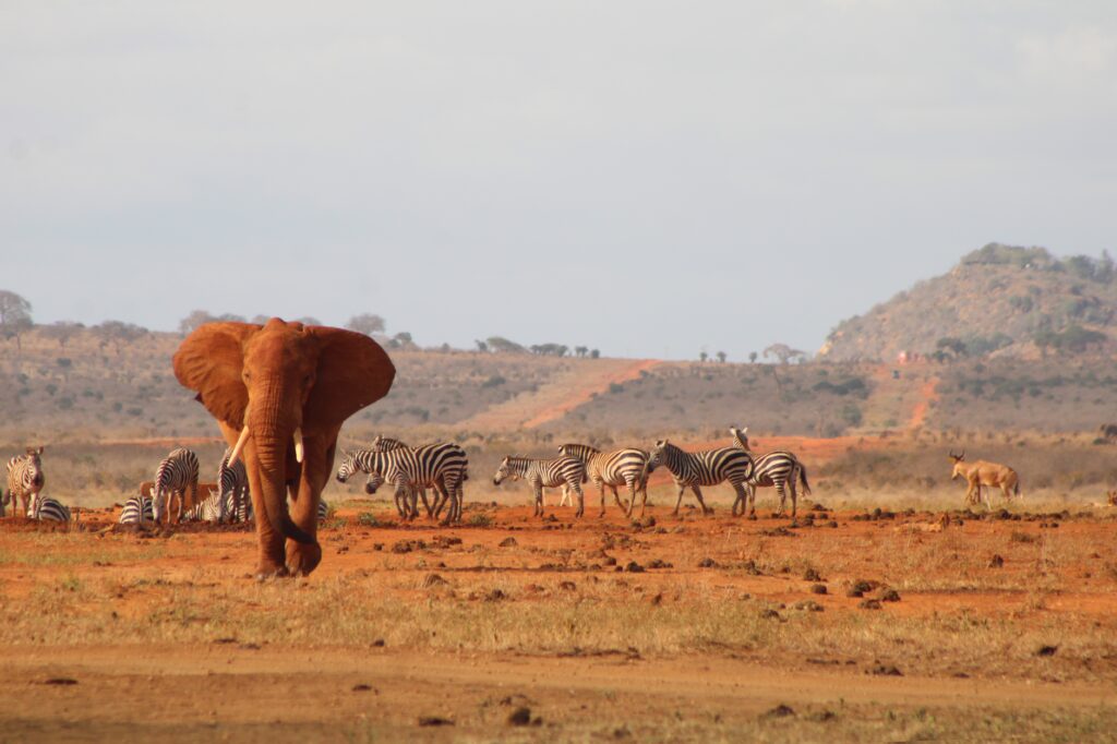 Route vers le parc de Tsavo - Tsavo, Kenya