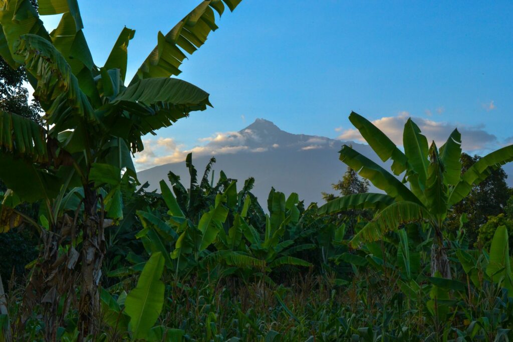 Retour à Arusha et vol retour - Tarangire / Arusha / Vol France, Tanzanie