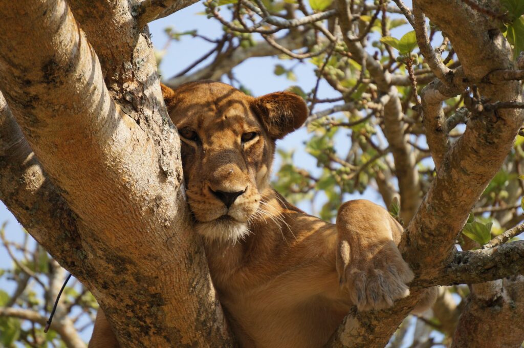 Lions arboricoles d'Ishasha - Secteur d'Ishasha, Sud du parc Queen Elisabeth, Ouganda