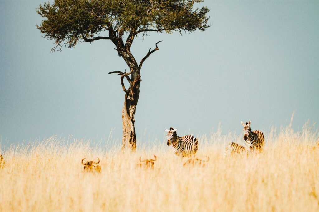 Journée complète de safari au Masai Mara - Masai Mara, Kenya
