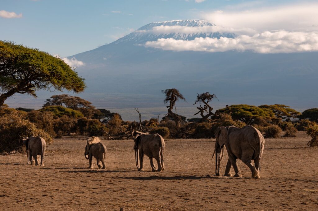 Journée de Safari à Amboseli - Amboseli, Kenya
