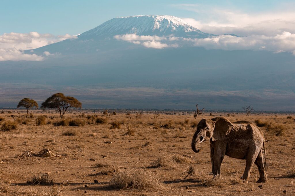 Train vers Emali et premier safari à Amboseli - Parc National d'Amboseli, Kenya