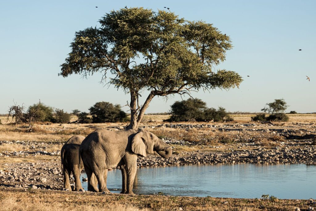 Route vers Etosha et premier safari - Windhoek → Parc d'Etosha (Est), Namibie