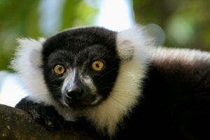 Madagascar