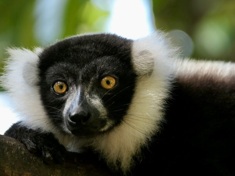 Madagascar