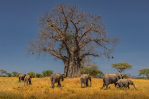 Tanzanie