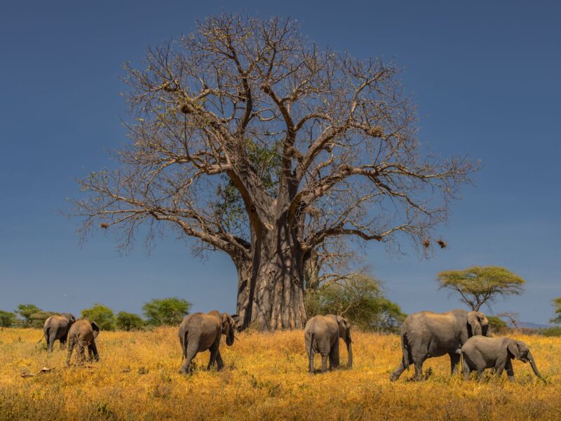 Tanzanie