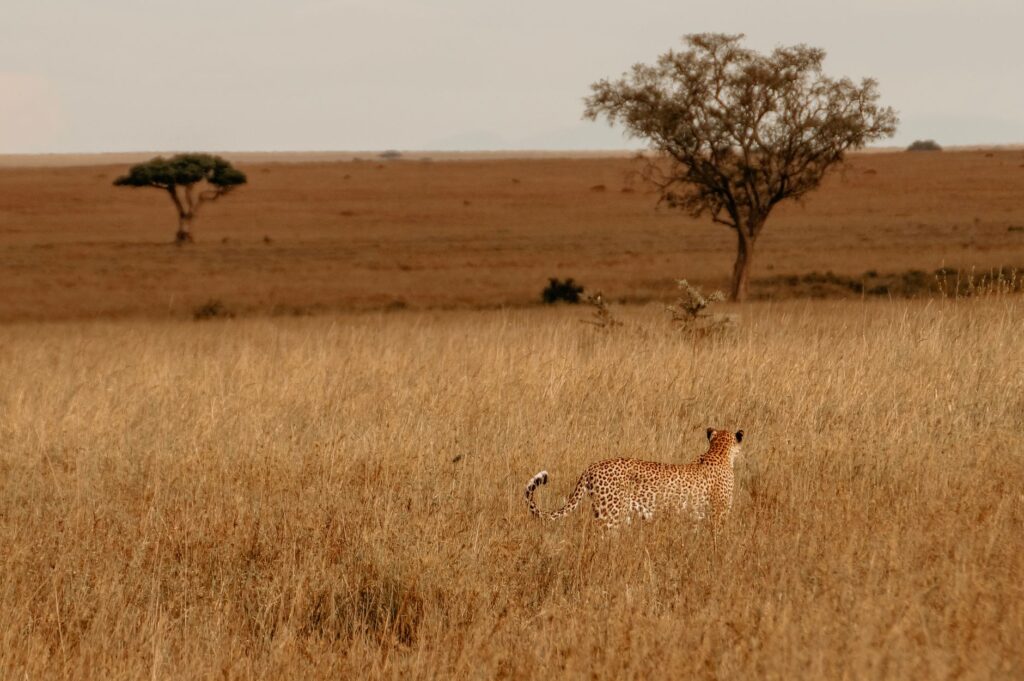 Journée complète dans le Serengeti - Parc national du Serengeti, Tanzanie