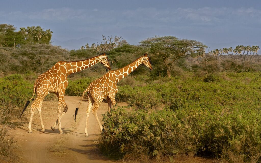 Route vers la Réserve de Samburu - Samburu, Kenya