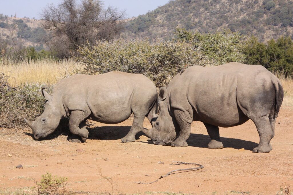 Petit-déjeuner dans le bush et safari au Royaume d'Eswatini - Parc Kruger – Royaume d'Eswatini, Afrique du Sud / Eswatini