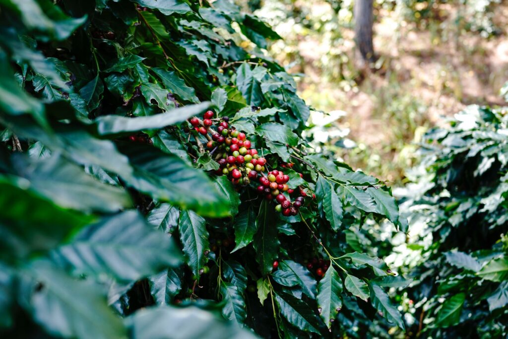 Retour à Nairobi et Visite d'une Plantation de Café - Nairobi, Kenya