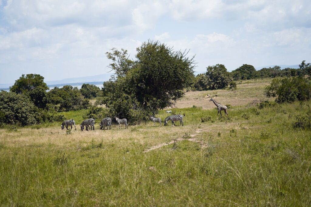 Route vers le sud-ouest - Bwindi – Parc national de Lake Mburo, Ouganda