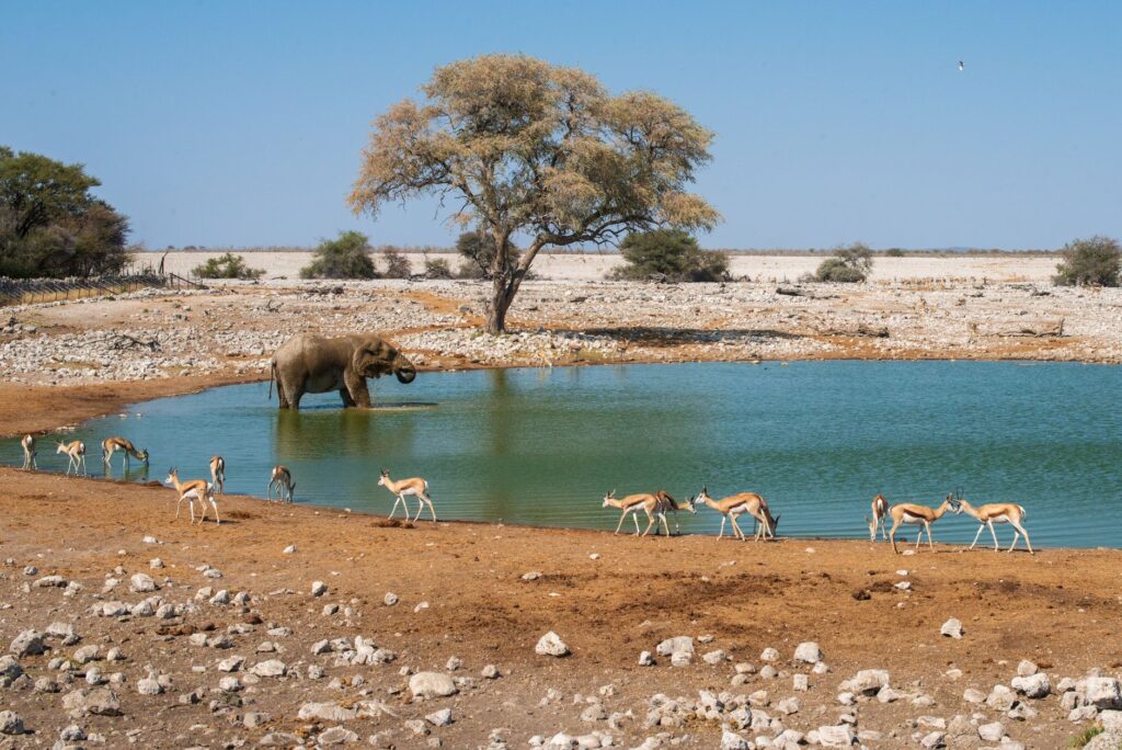 Safari avec ranger et route vers Okaukuejo - Parc National d'Etosha (Centre et Sud), Namibie