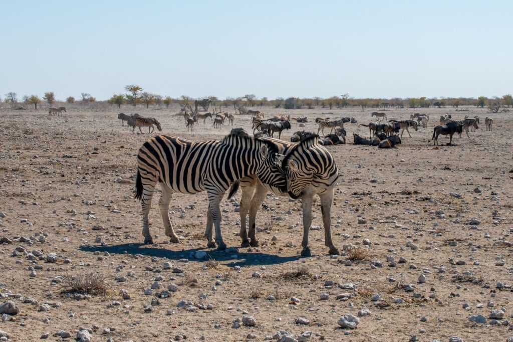 Longue route vers le Parc d'Etosha - Rundu - Etosha, Namibie