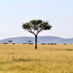 Route vers les plaines du Serengeti - Lac Natron / Serengeti, Tanzanie
