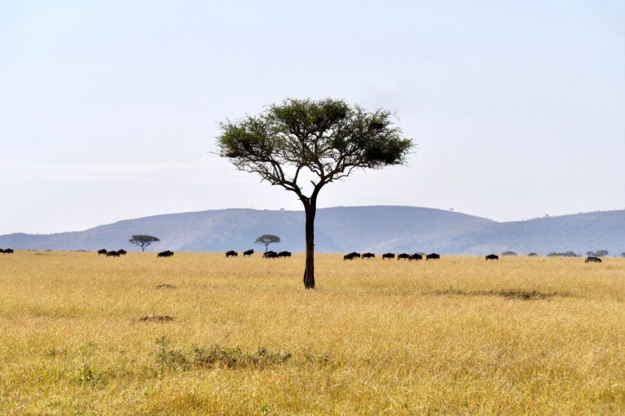 Route vers les plaines du Serengeti - Lac Natron / Serengeti, Tanzanie