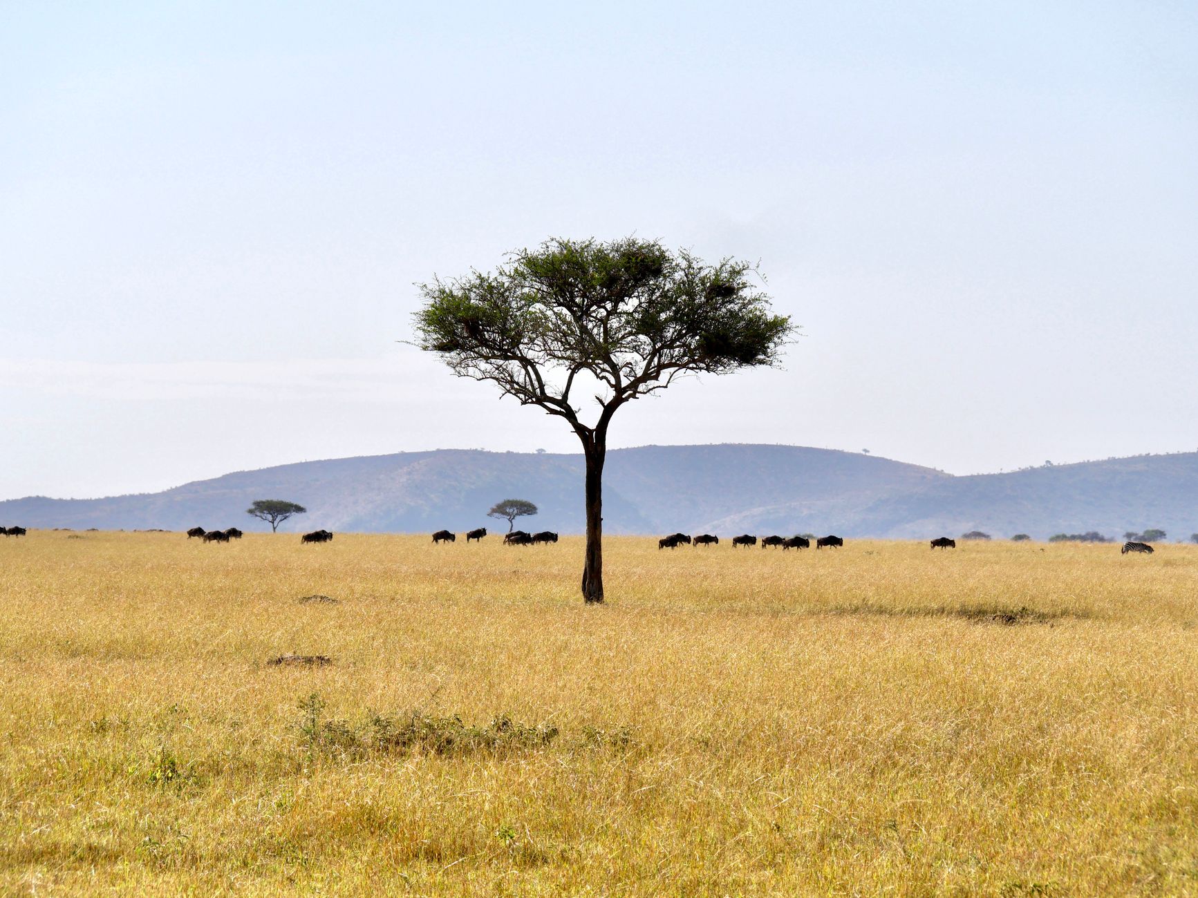 Route vers les plaines du Serengeti - Lac Natron / Serengeti, Tanzanie