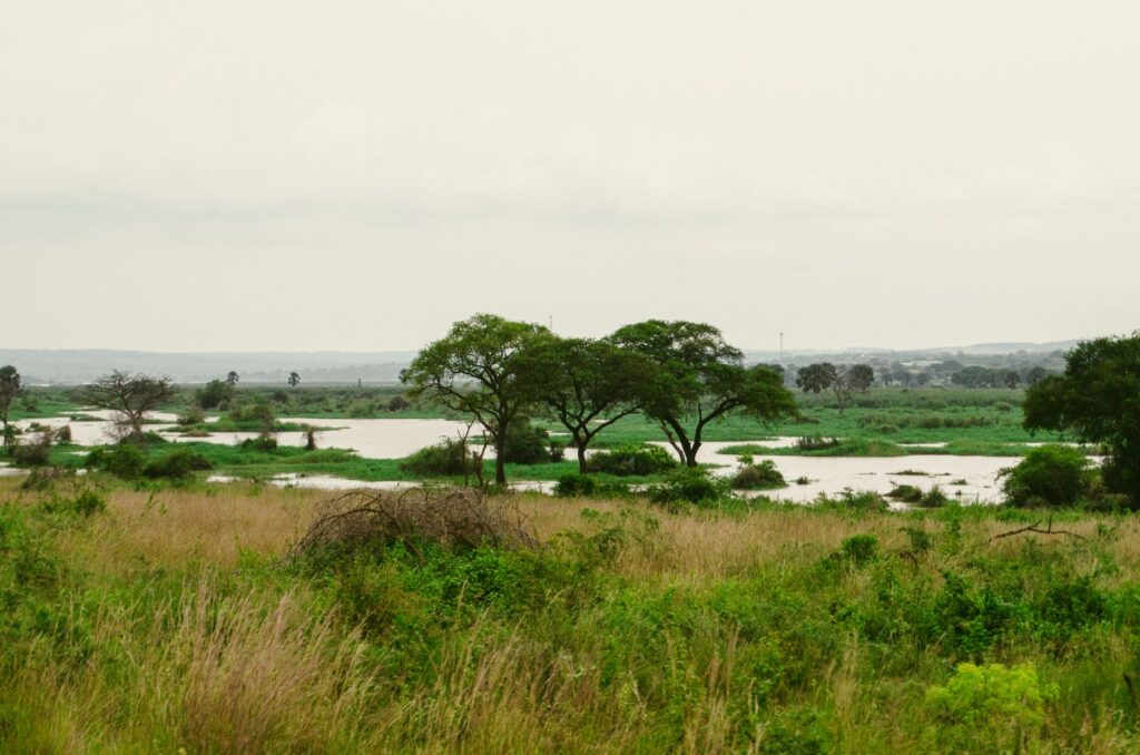 Safari et remontée du Nil en bateau - Parc national de Murchison Falls, Ouganda