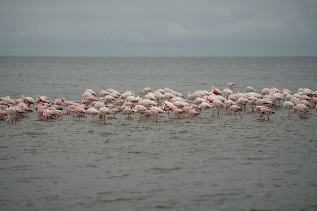 Excursion maritime à Walvis Bay - Swakopmund - Walvis Bay, Namibie