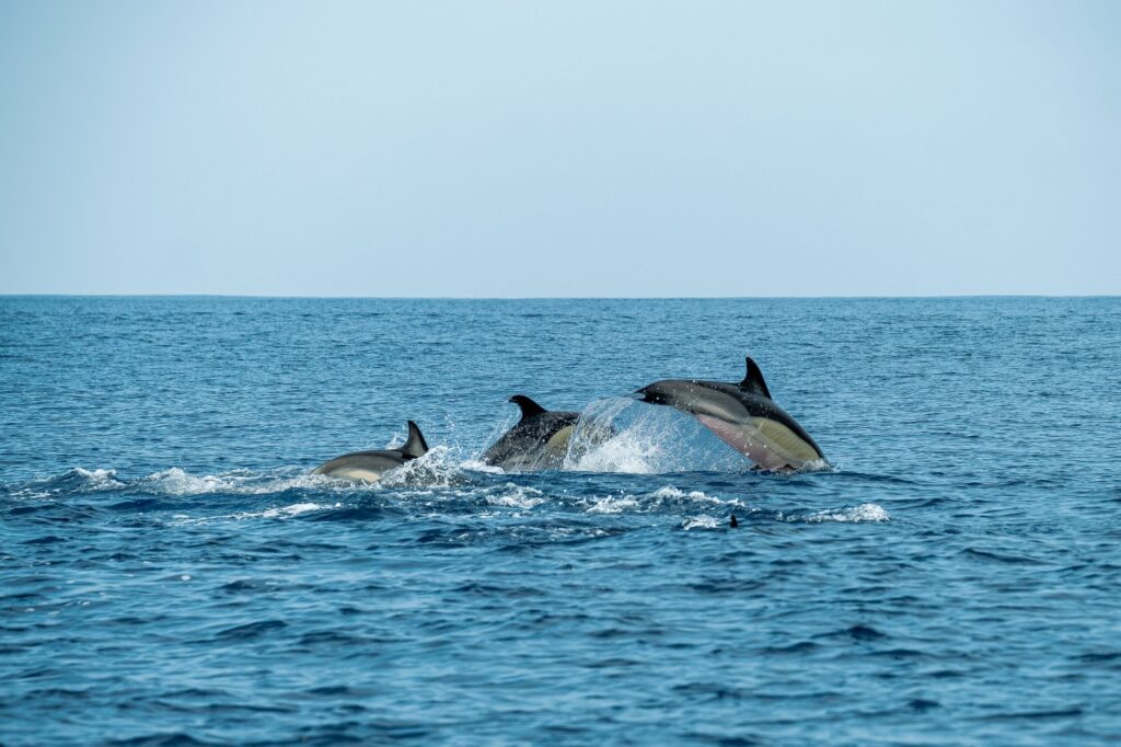 Excursion en bateau à Walvis Bay - Swakopmund → Walvis Bay → Swakopmund, Namibie