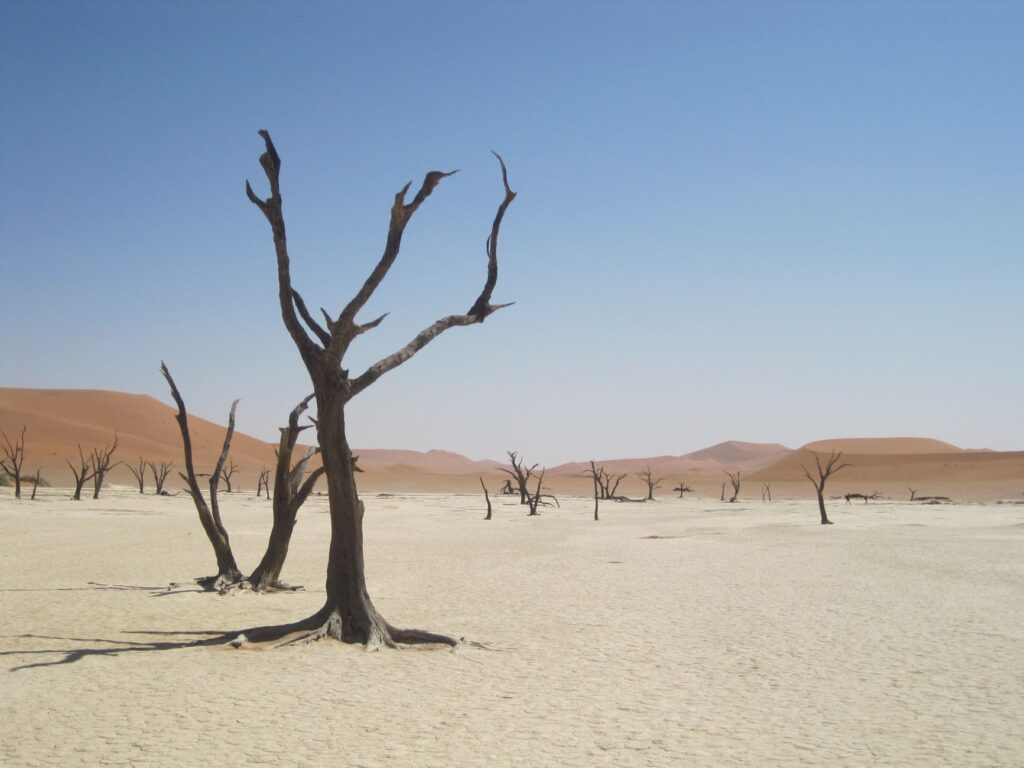 Sossusvlei et Dead Vlei, cœur du Namib - Désert du Namib - Sossusvlei, Namibie