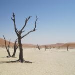 Sossusvlei et Dead Vlei, cœur du Namib - Désert du Namib - Sossusvlei, Namibie