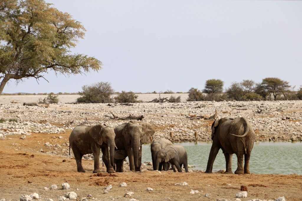 Journée complète de safari à Etosha - Parc National d'Etosha, Namibie
