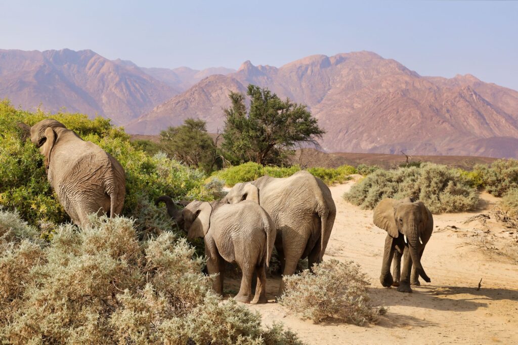 Vers le Damaraland et les éléphants du désert - Etosha - Twyfelfontein, Namibie