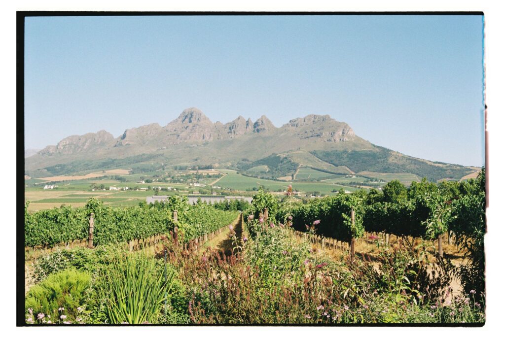 Wine Tram et jardin botanique de Kirstenbosch - Route des Vins - Le Cap, Afrique du Sud