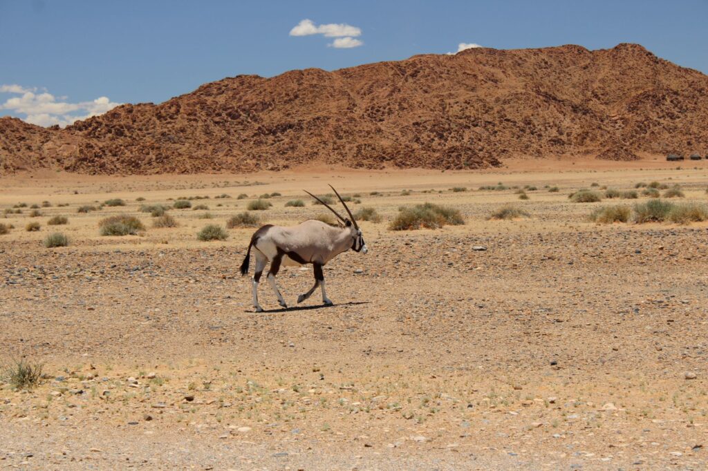 Matinée libre et retour à Windhoek - Désert du Namib → Windhoek, Namibie