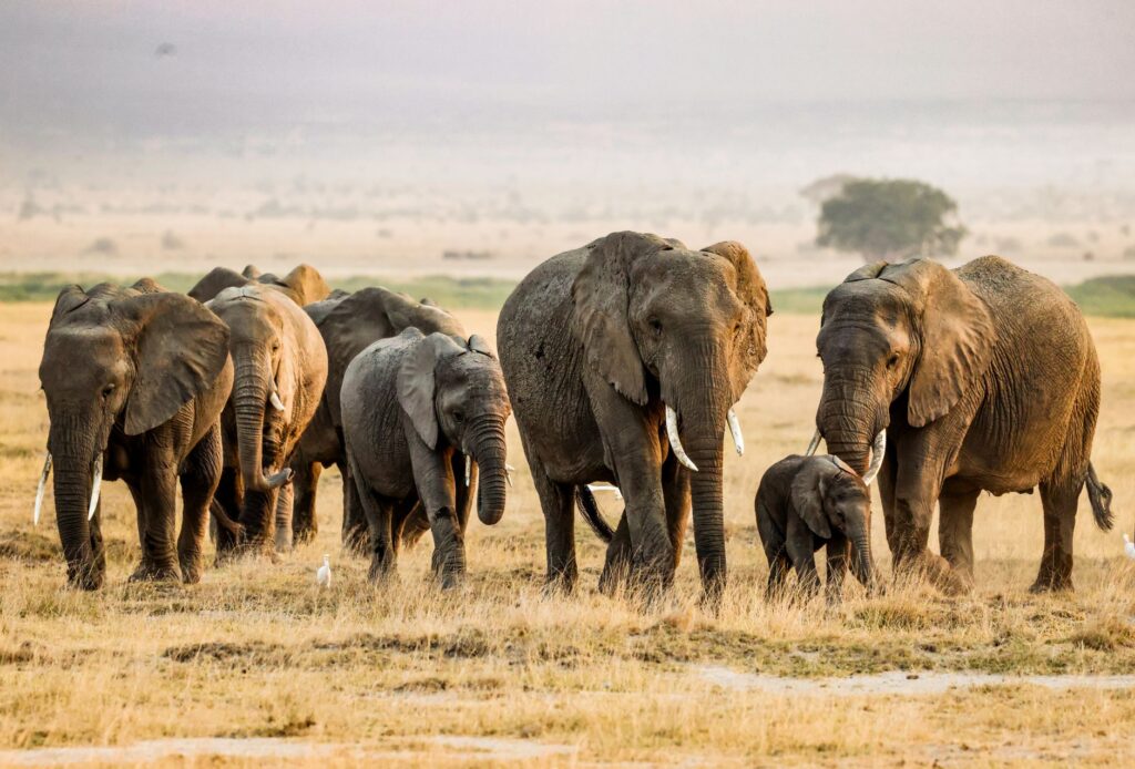 Journée complète de safari à Amboseli - Amboseli, Kenya