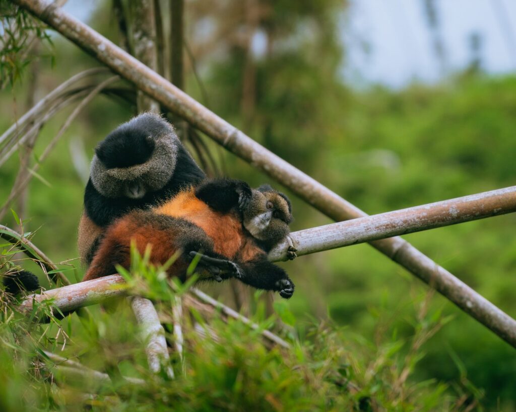 Singes dorés, village culturel et retour à Kigali - Parc National des Volcans / Kigali, Rwanda