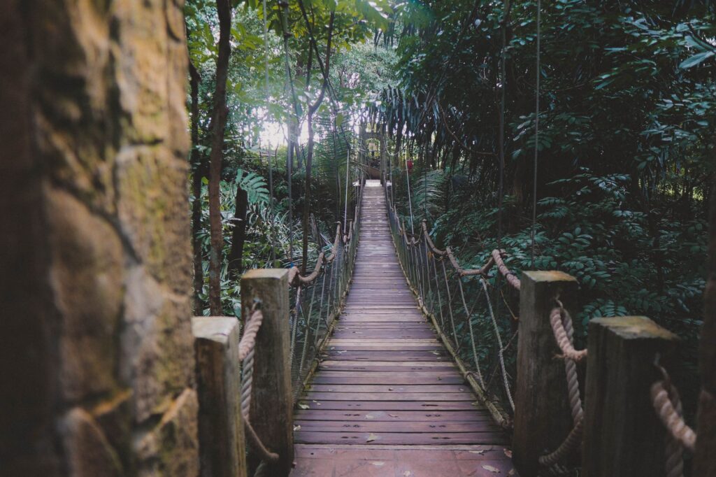 Route vers Nyungwe et pont suspendu dans la canopée - Parc National de Nyungwe, Rwanda
